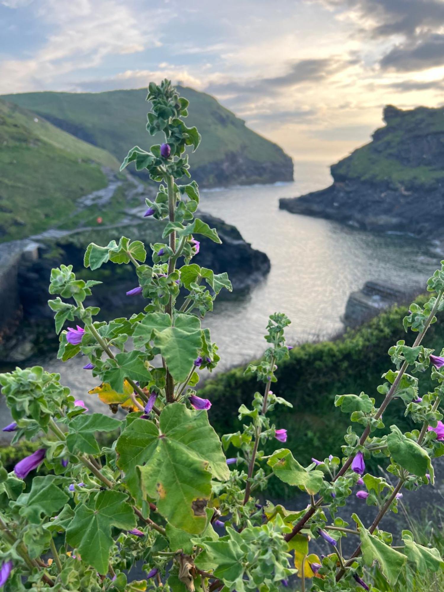 Courtyard Farm Cottages Boscastle Εξωτερικό φωτογραφία
